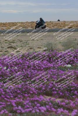 media/Jan-14-2023-SoCal Trackdays (Sat) [[497694156f]]/Turn 14 Exit Bloomig (145pm)/